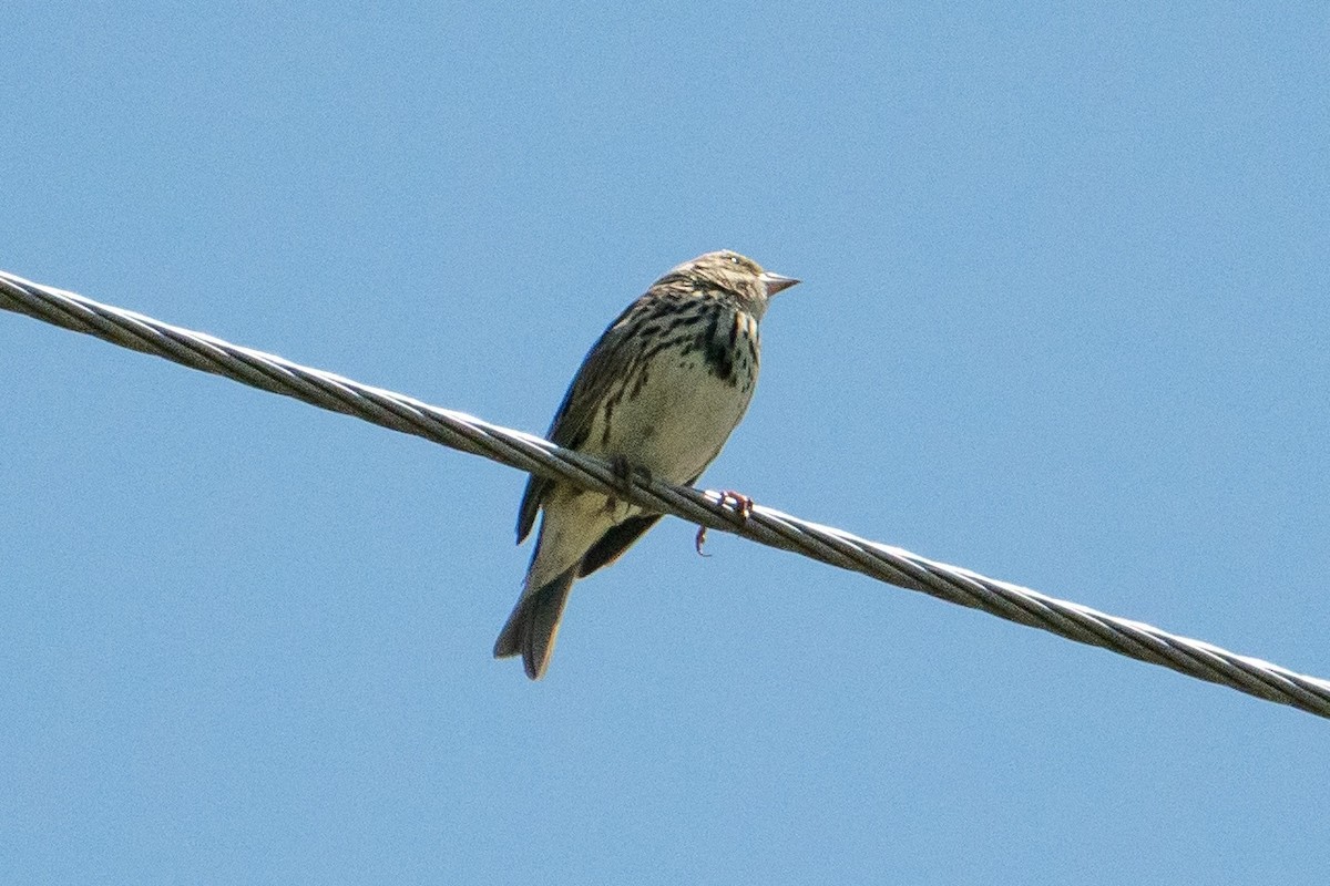 Savannah Sparrow - ML570479381
