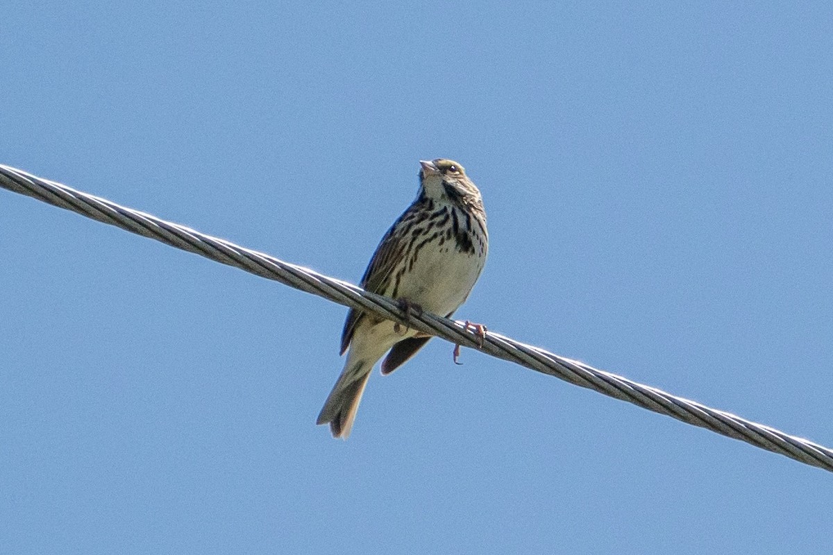 Savannah Sparrow - ML570479391