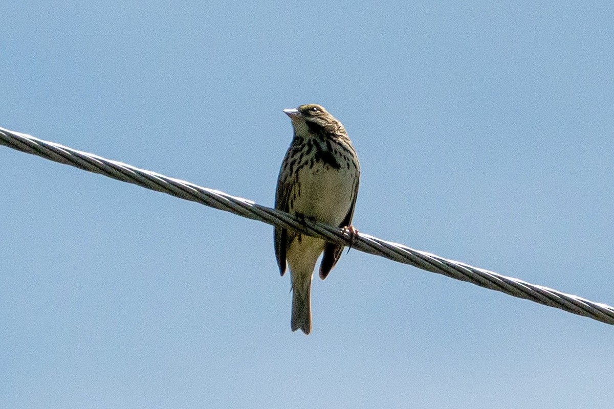 Savannah Sparrow - ML570479401