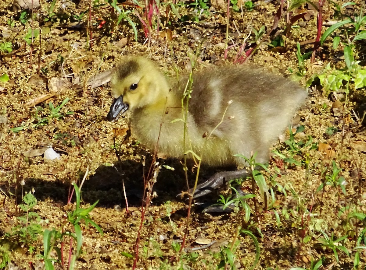 カナダガン - ML570479771