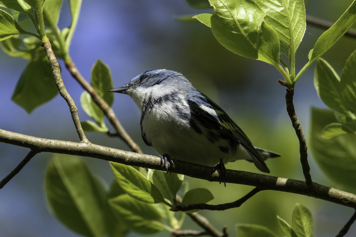 Cerulean Warbler - Keith Kennedy