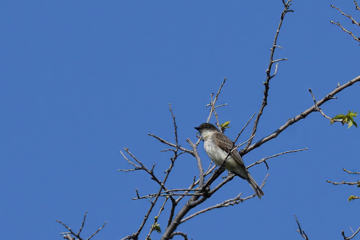 Eastern Phoebe - ML570480201