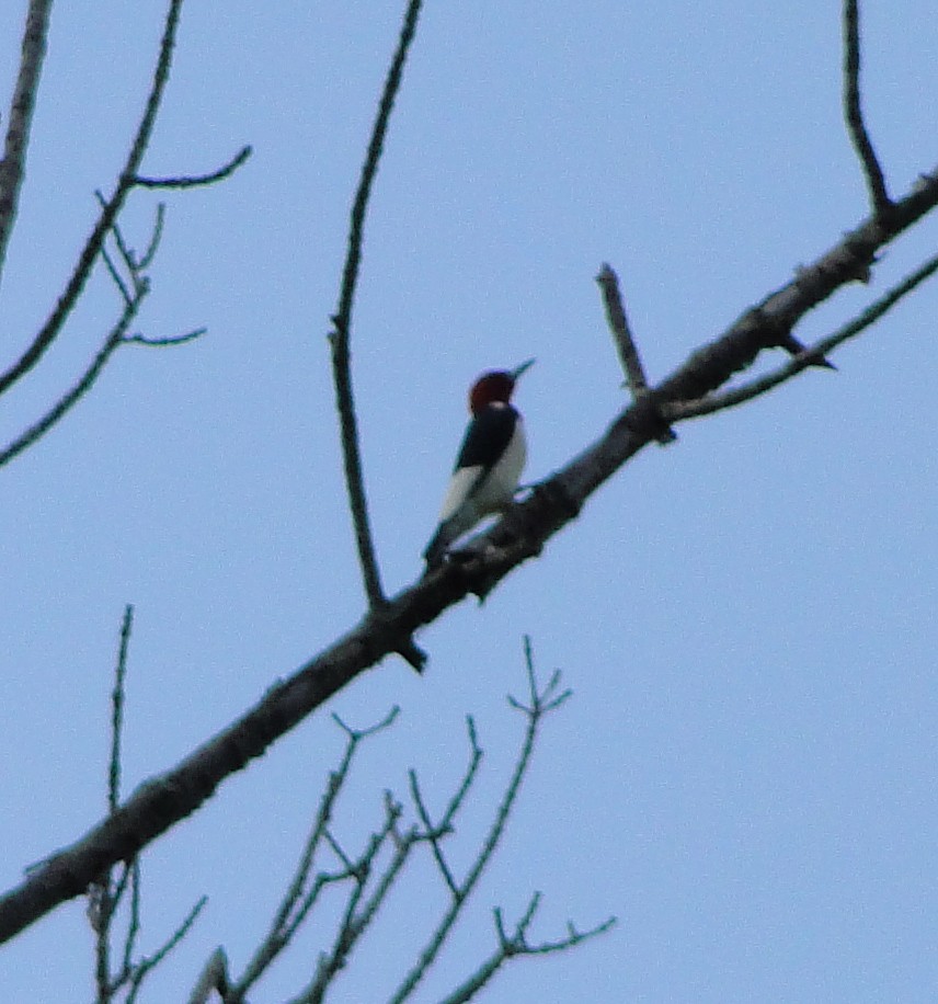 Red-headed Woodpecker - ML570481721
