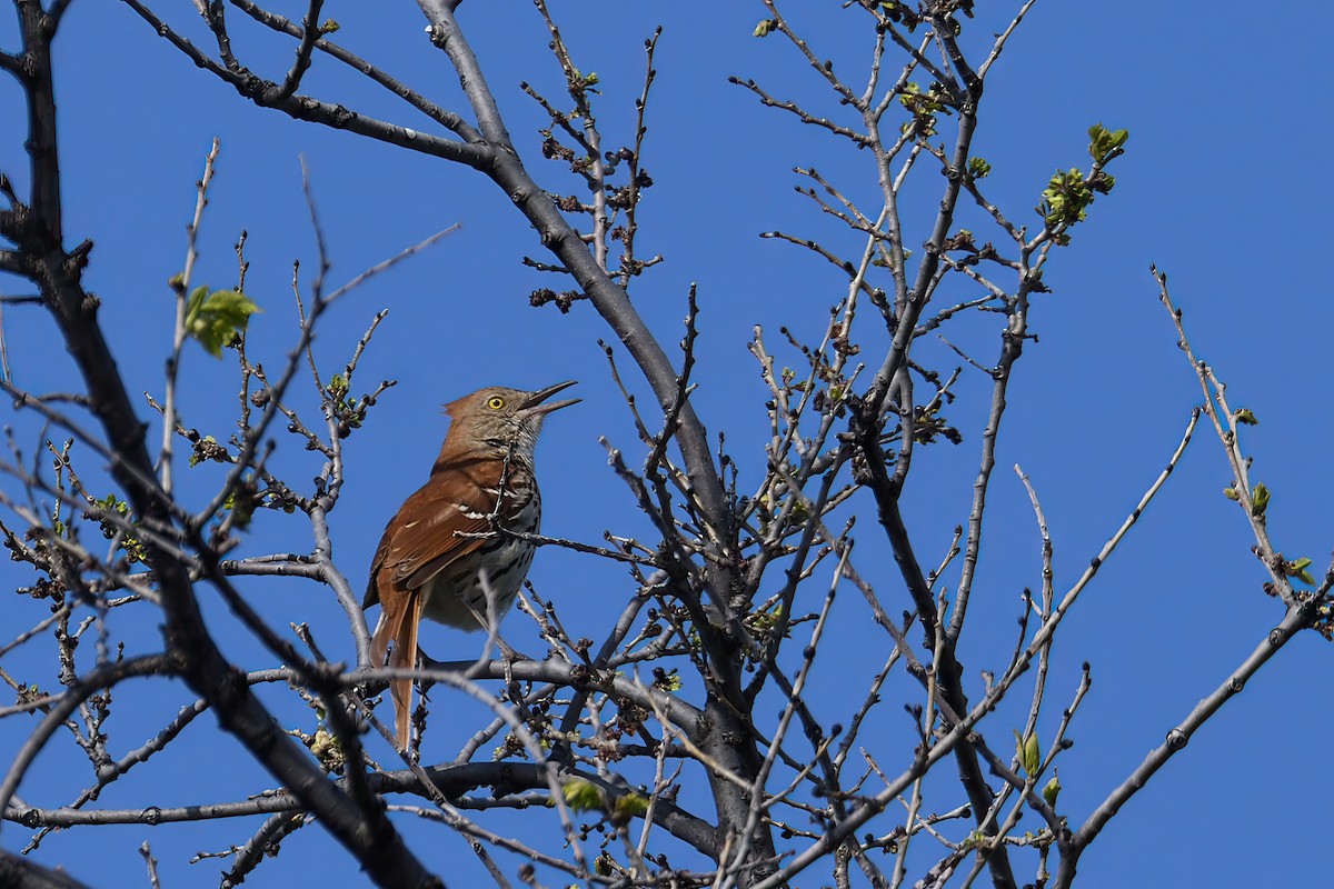 Brown Thrasher - ML570484211