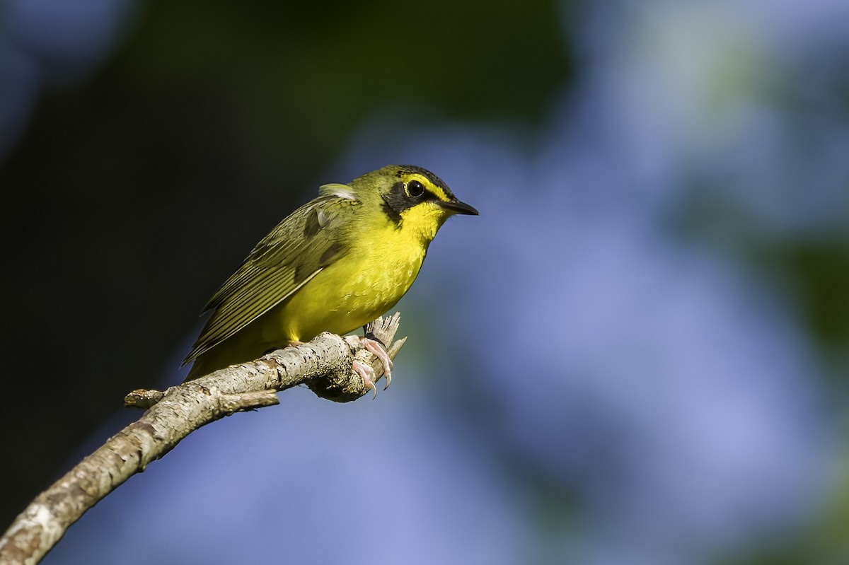 Kentucky Warbler - Keith Kennedy