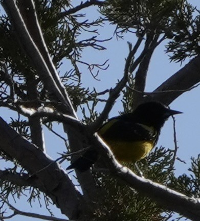 Oriole jaune-verdâtre - ML570484961