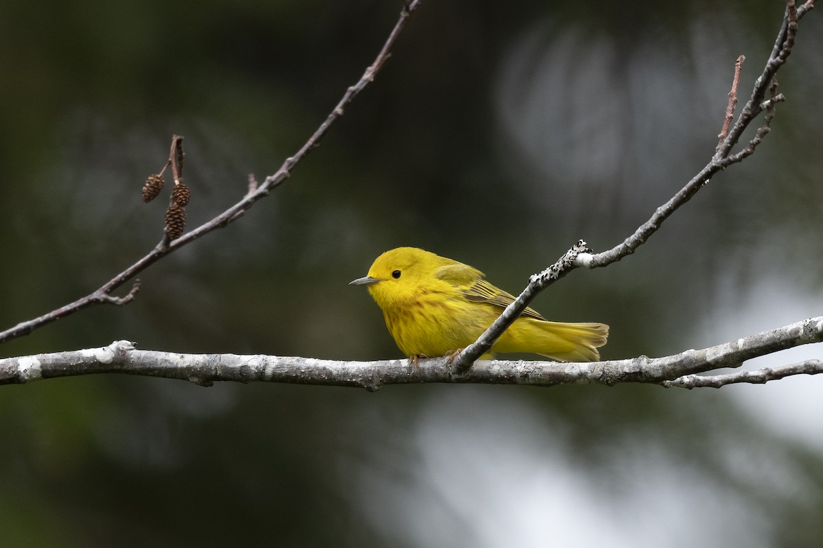 Paruline jaune - ML570485151