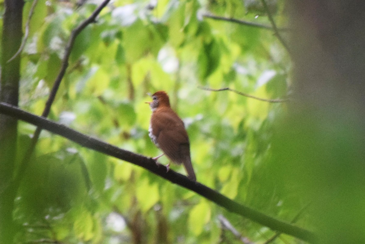 Wood Thrush - ML57048521