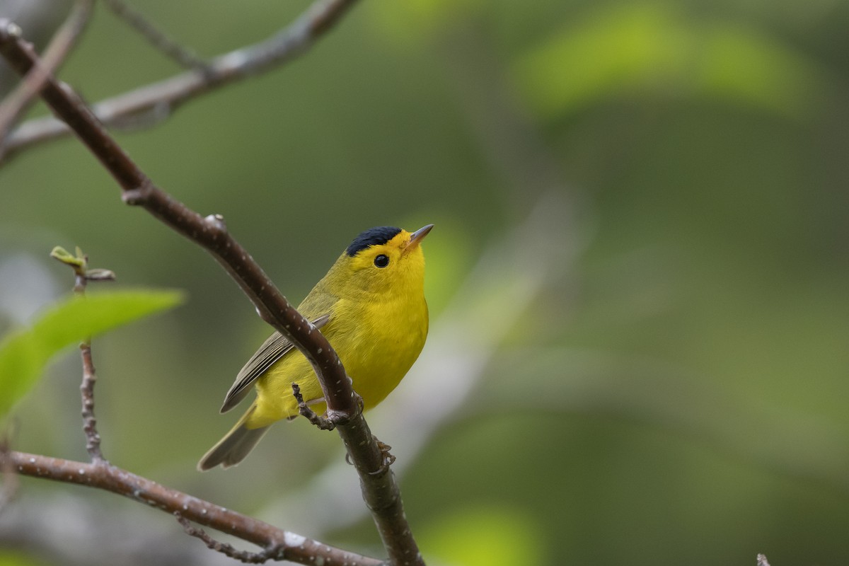 Wilson's Warbler - ML570485241