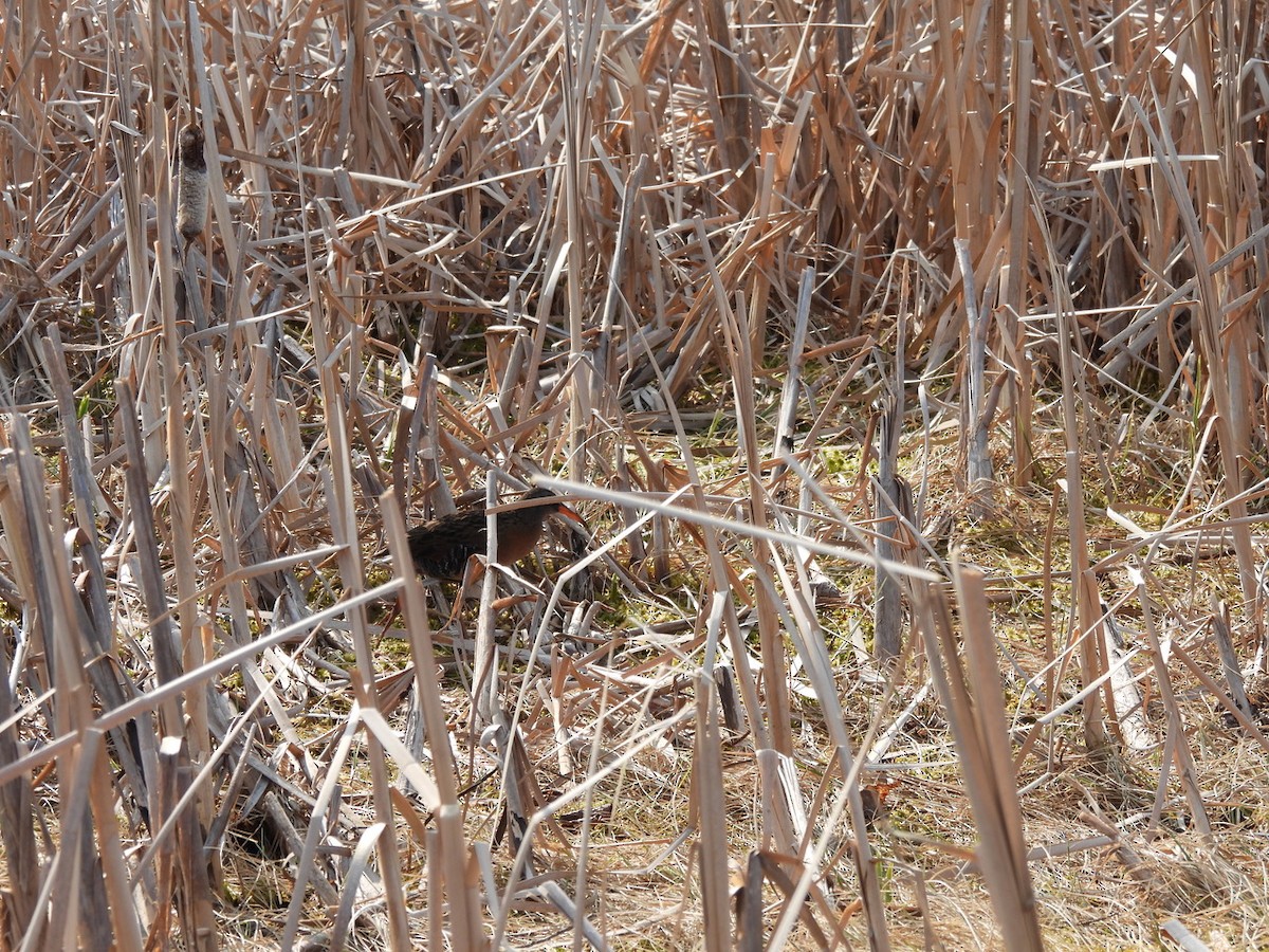 Virginia Rail - ML570487821