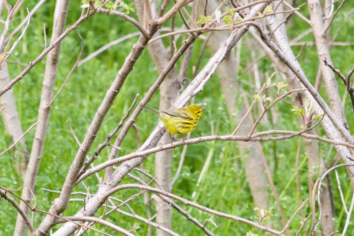 Prairie Warbler - Loyan Beausoleil