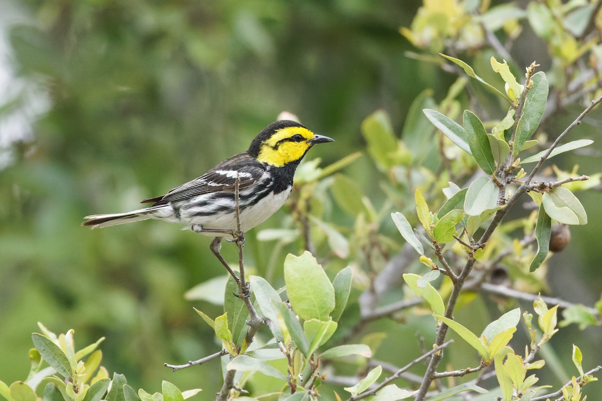 Golden-cheeked Warbler - Dina Perry