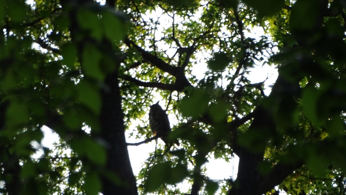 Great Horned Owl - ML570488461