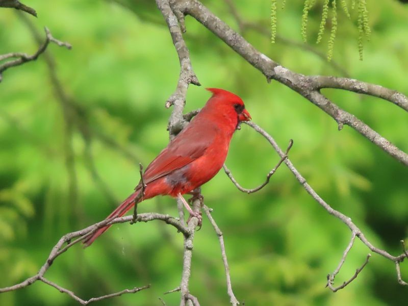 Northern Cardinal - Tracy The Birder