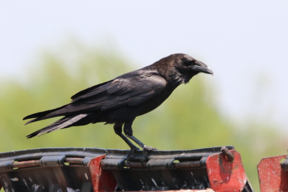 Chihuahuan Raven - ML570489521