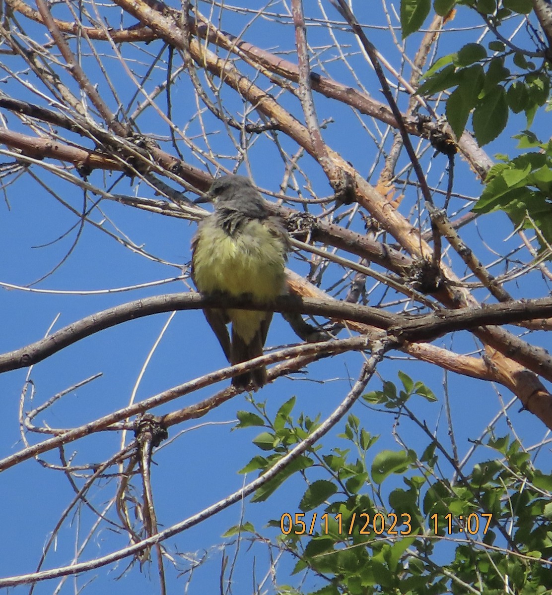 Cassin's Kingbird - ML570489631