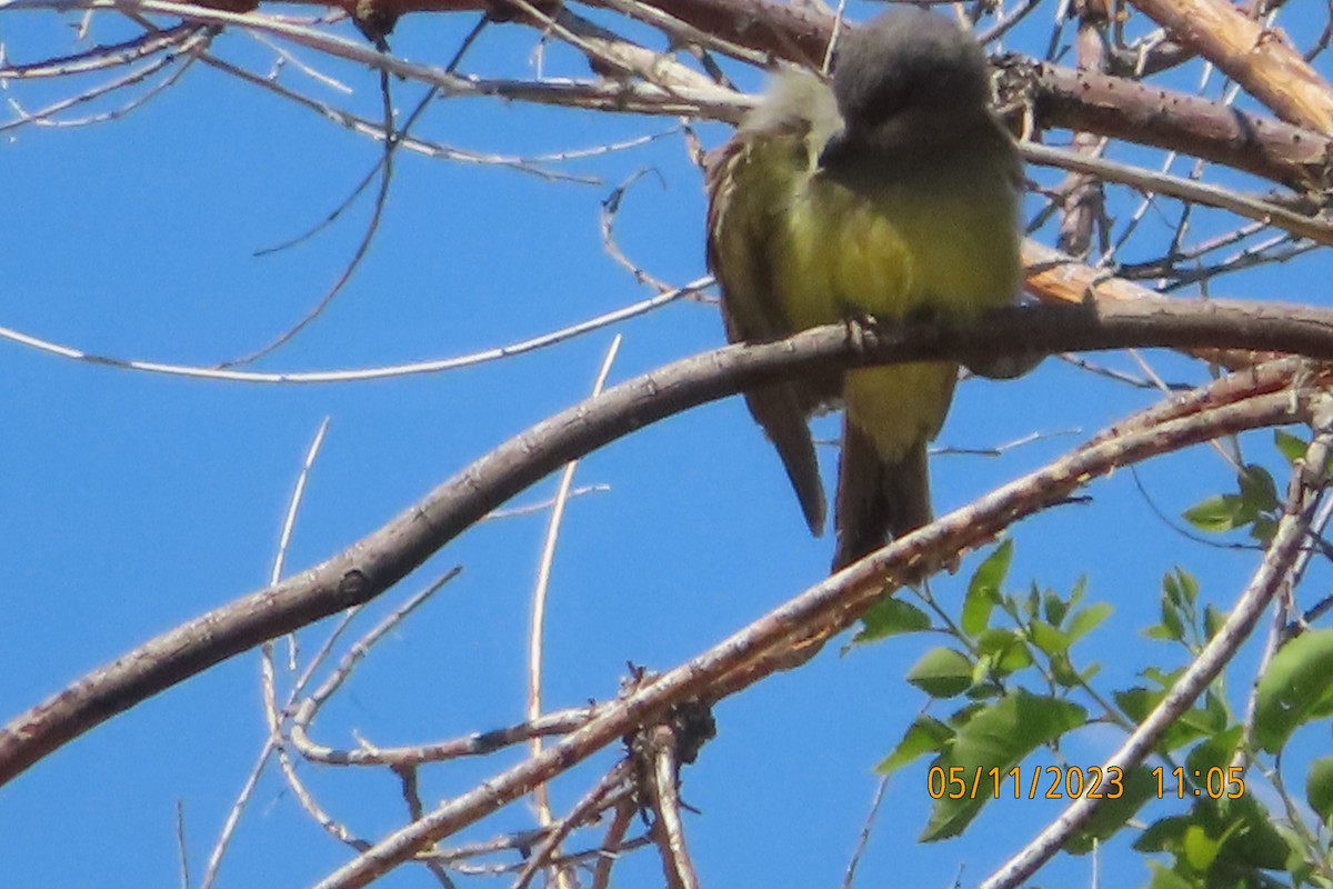 Cassin's Kingbird - ML570489981