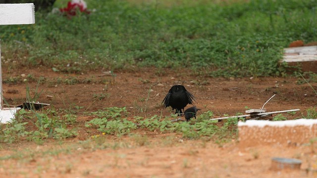 Bronzed Cowbird - ML570490361