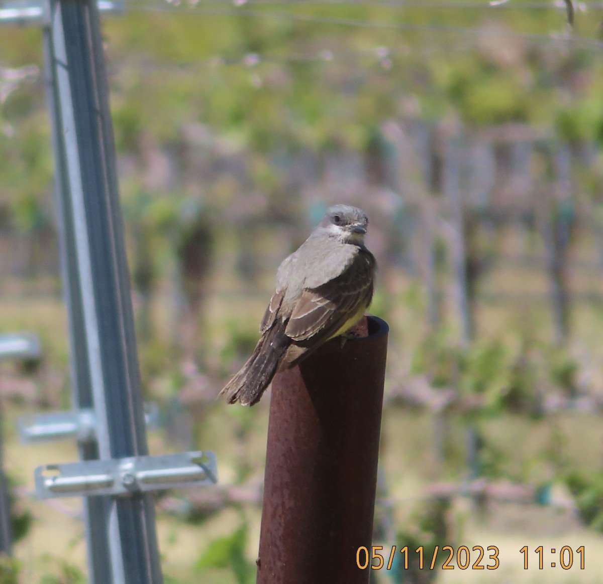 Cassin's Kingbird - Mark Holmgren