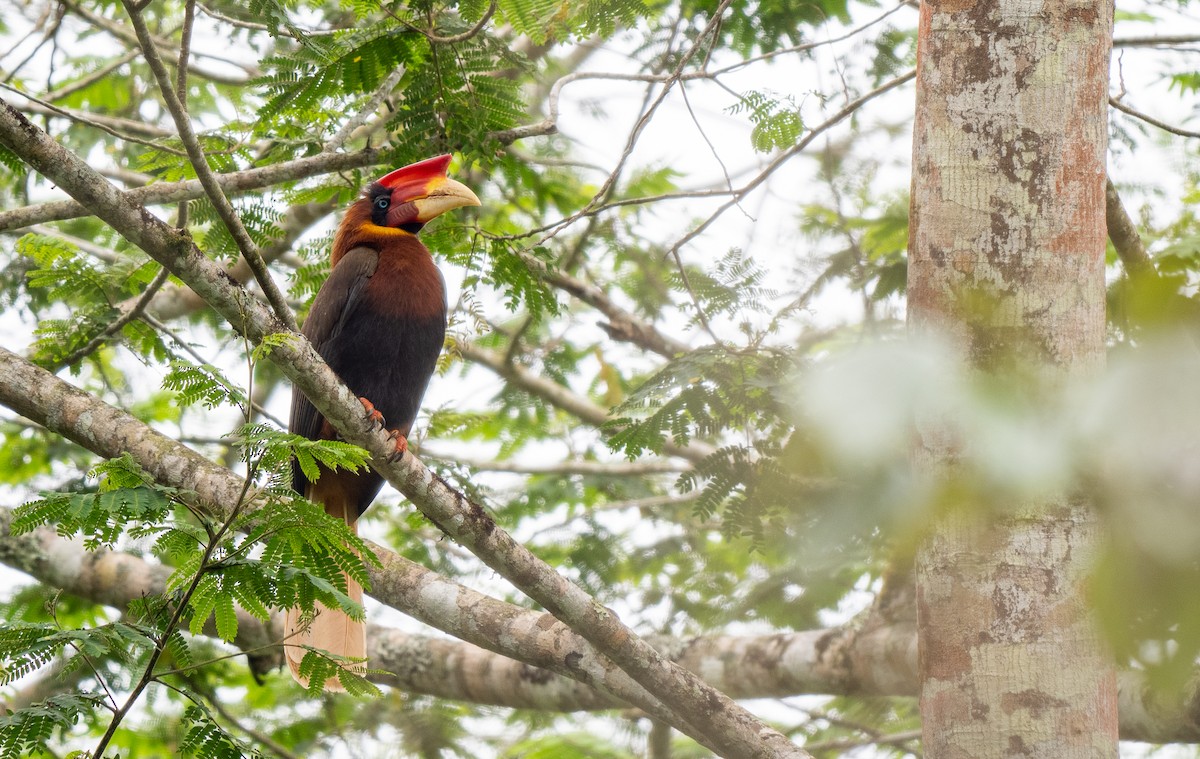 Rufous Hornbill (Southern) - Forest Botial-Jarvis