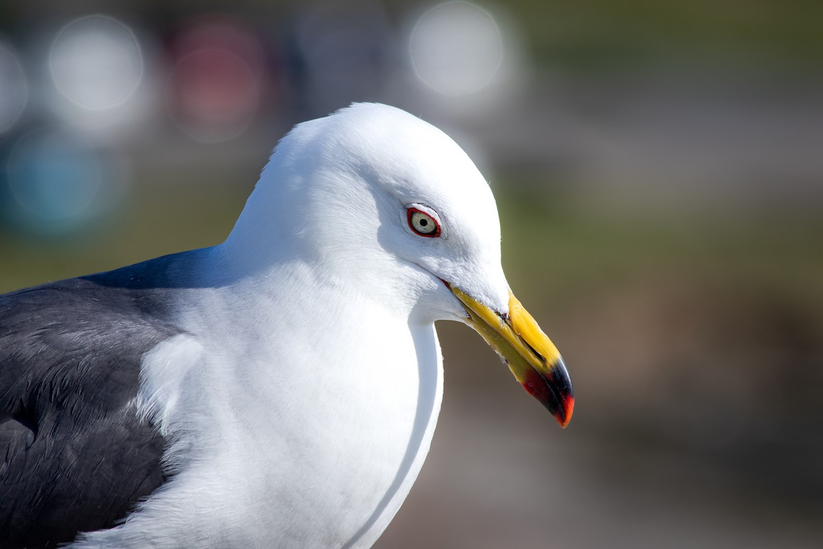 Black-tailed Gull - André  Zambolli