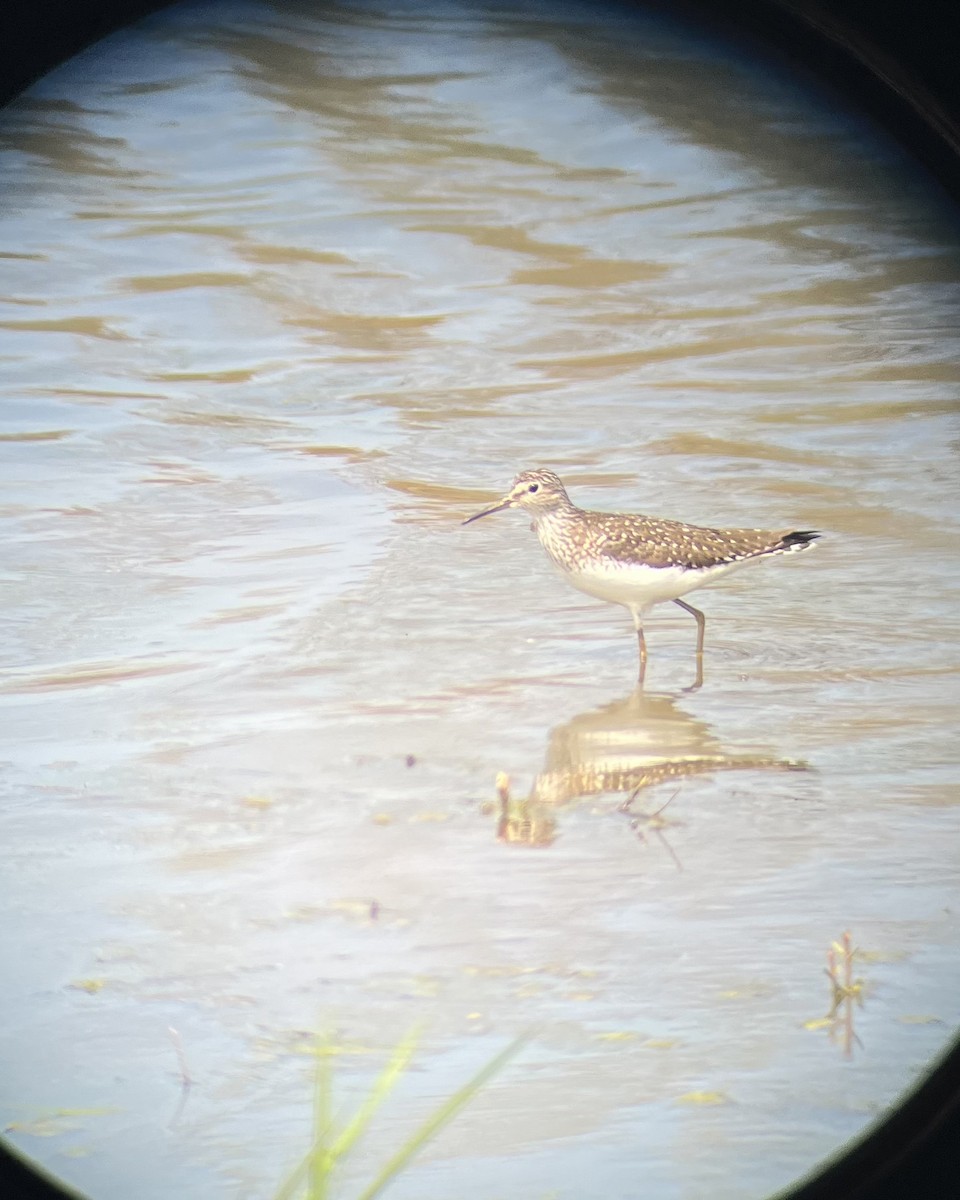 Solitary Sandpiper - ML570491871