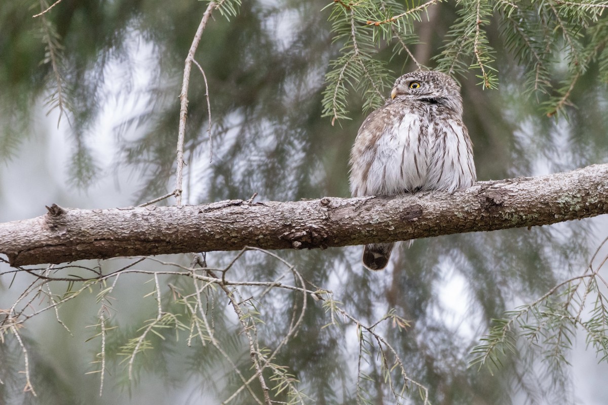 Eurasian Pygmy-Owl - ML570492021