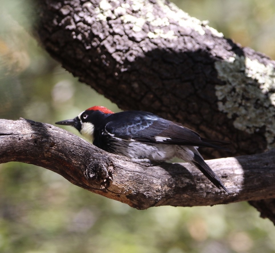 Acorn Woodpecker - ML570492731