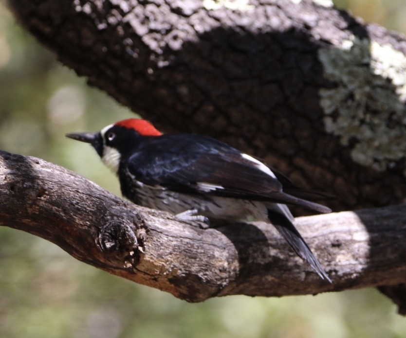 Acorn Woodpecker - ML570492741