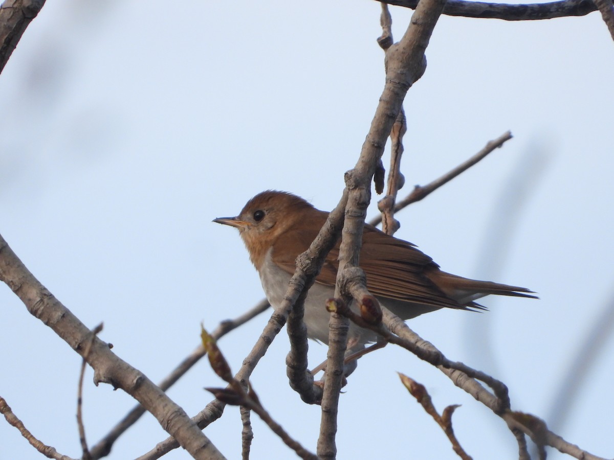 Veery - ML570493321