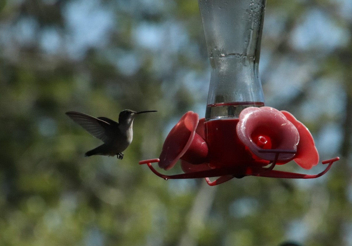 Ruby-throated Hummingbird - ML570493791
