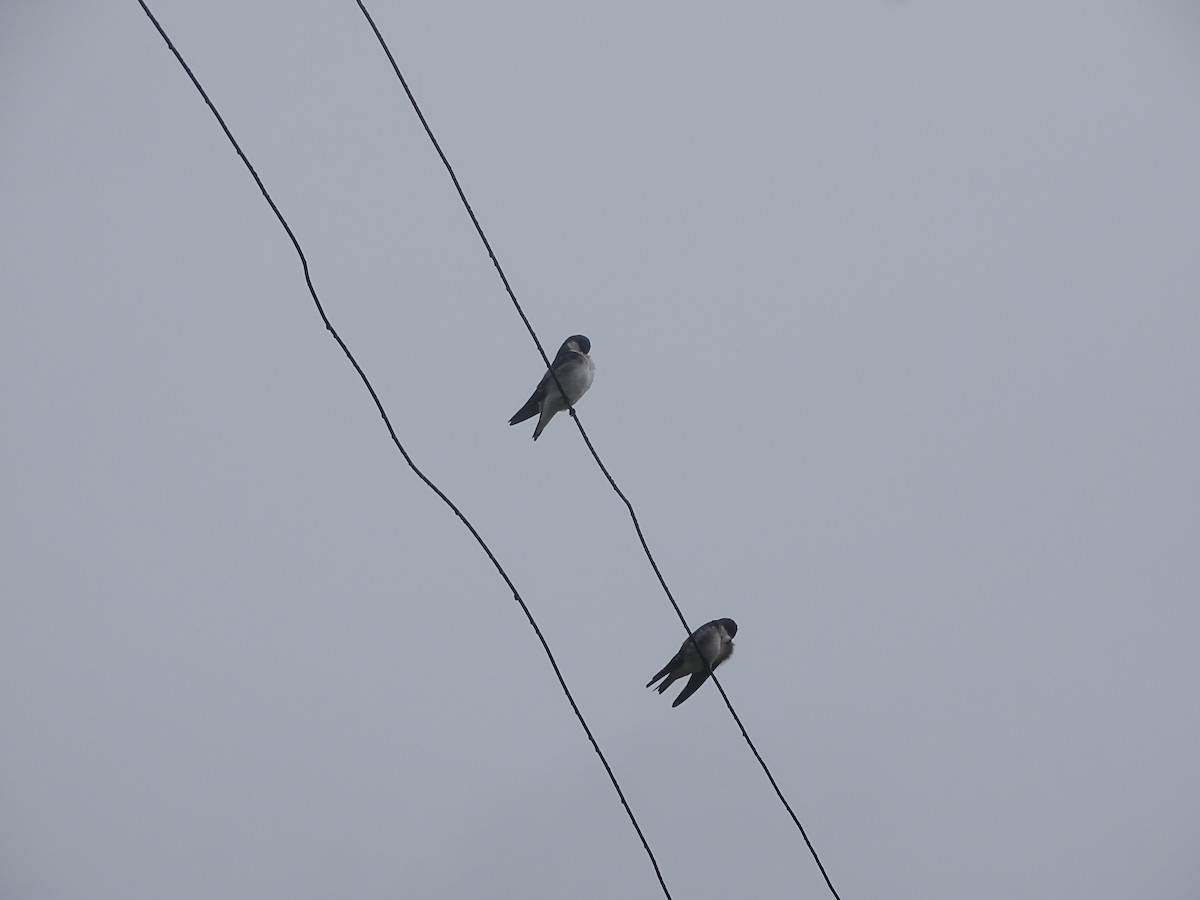 Chilean Swallow - Nicole Arcaya-Orrego