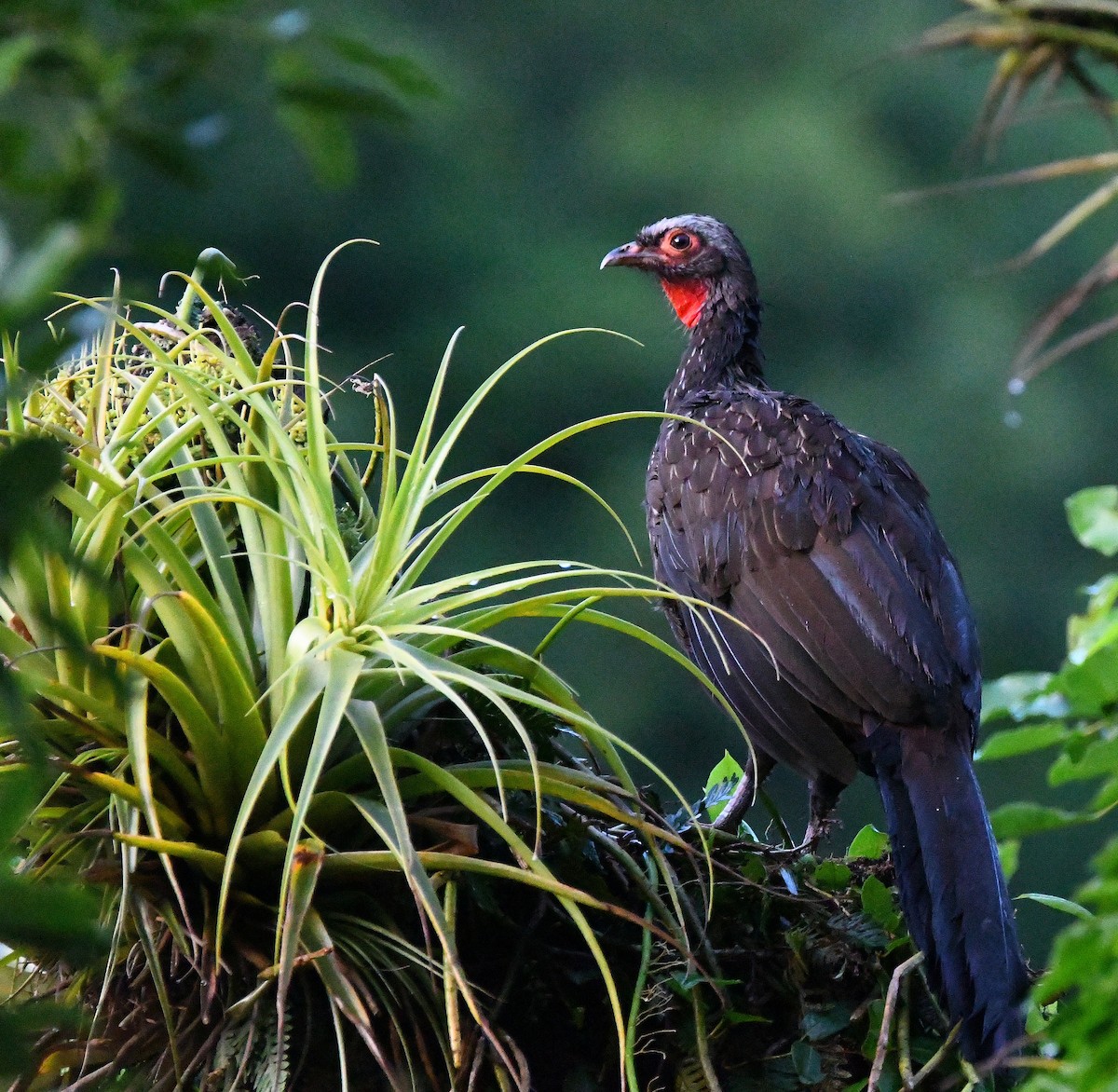 Red-faced Guan - Ari Weiss