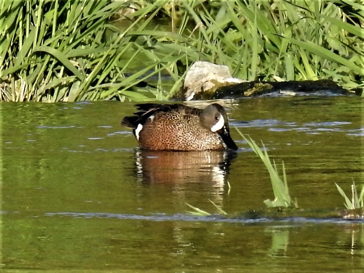 Blue-winged Teal - ML570495491
