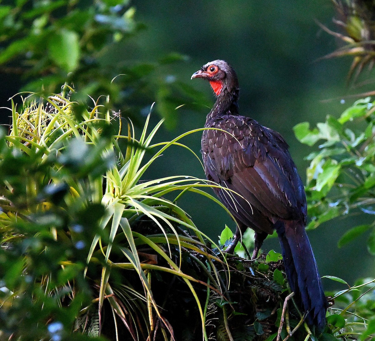 Red-faced Guan - ML570495791