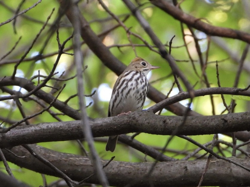 Ovenbird - ML570496151