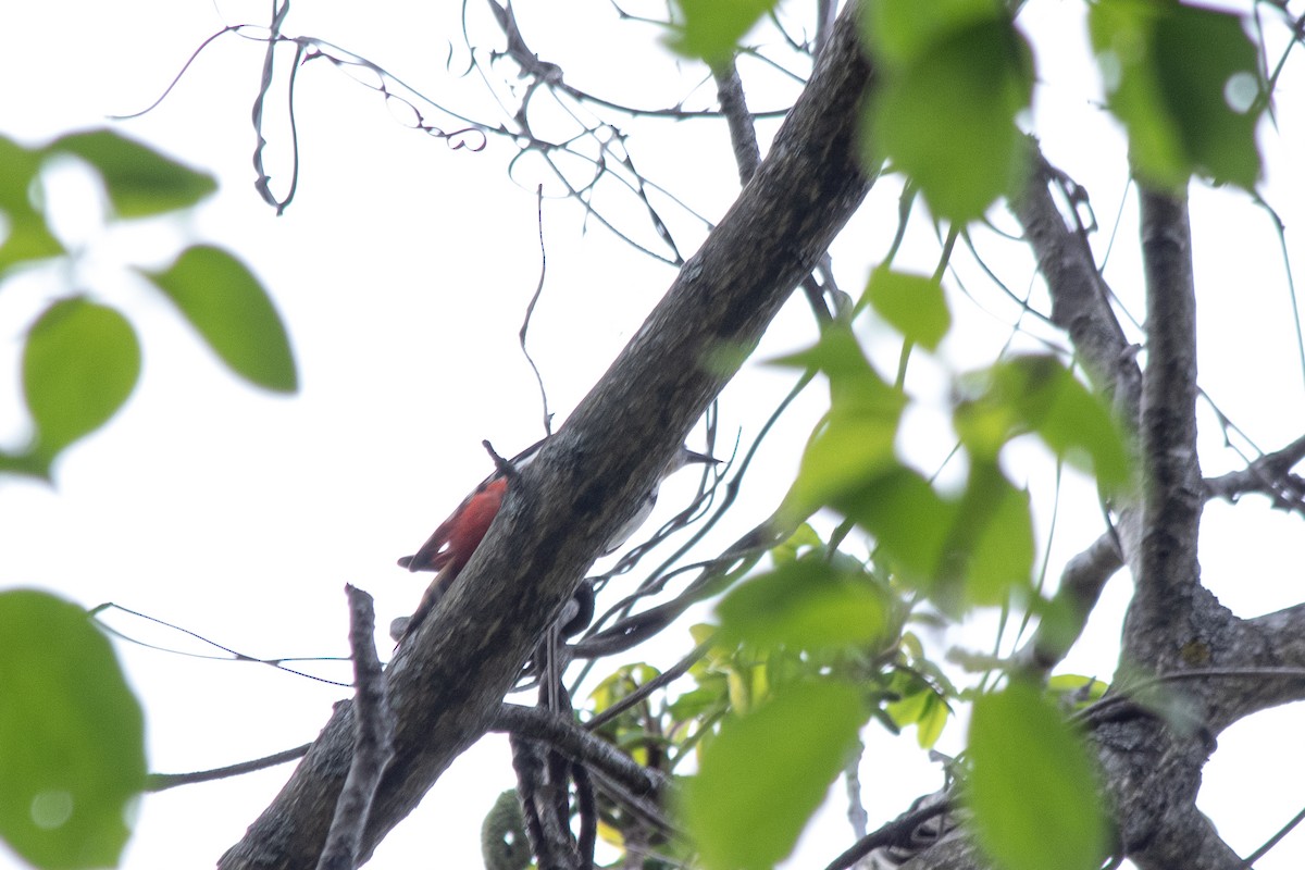 White-backed Woodpecker - ML570496911