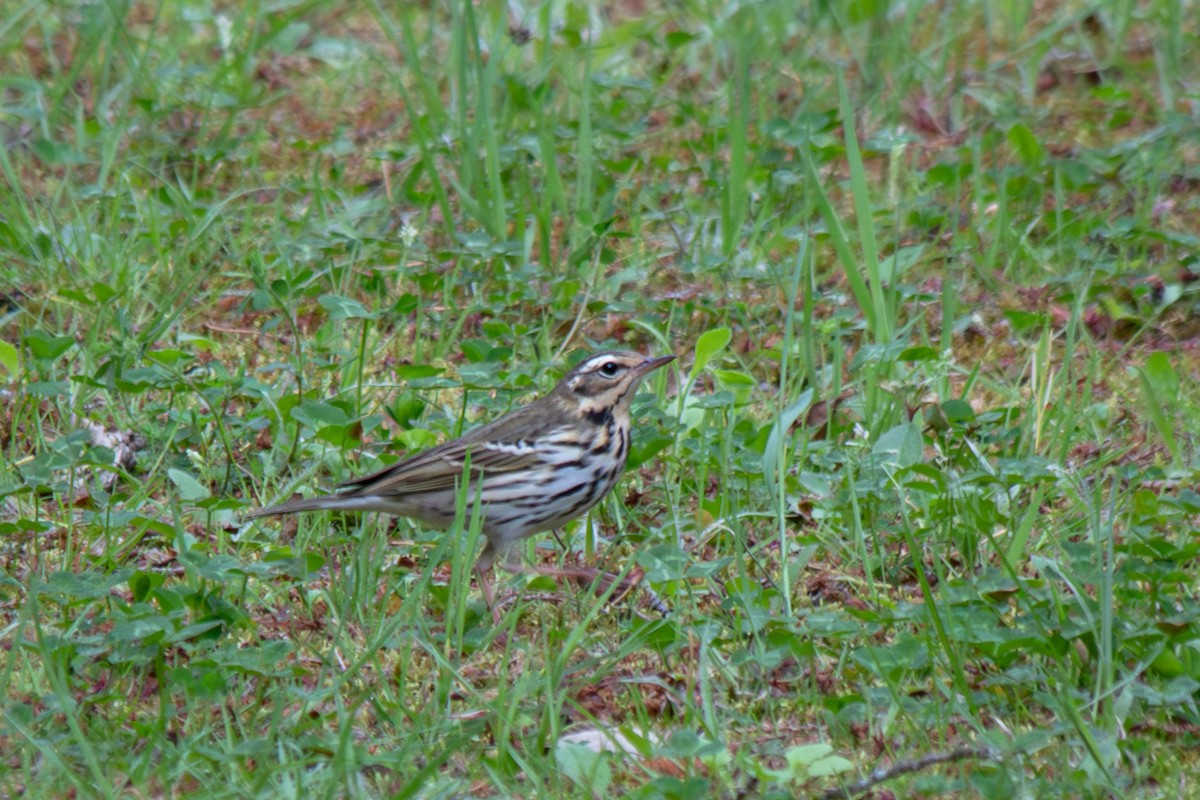 Olive-backed Pipit - ML570497001