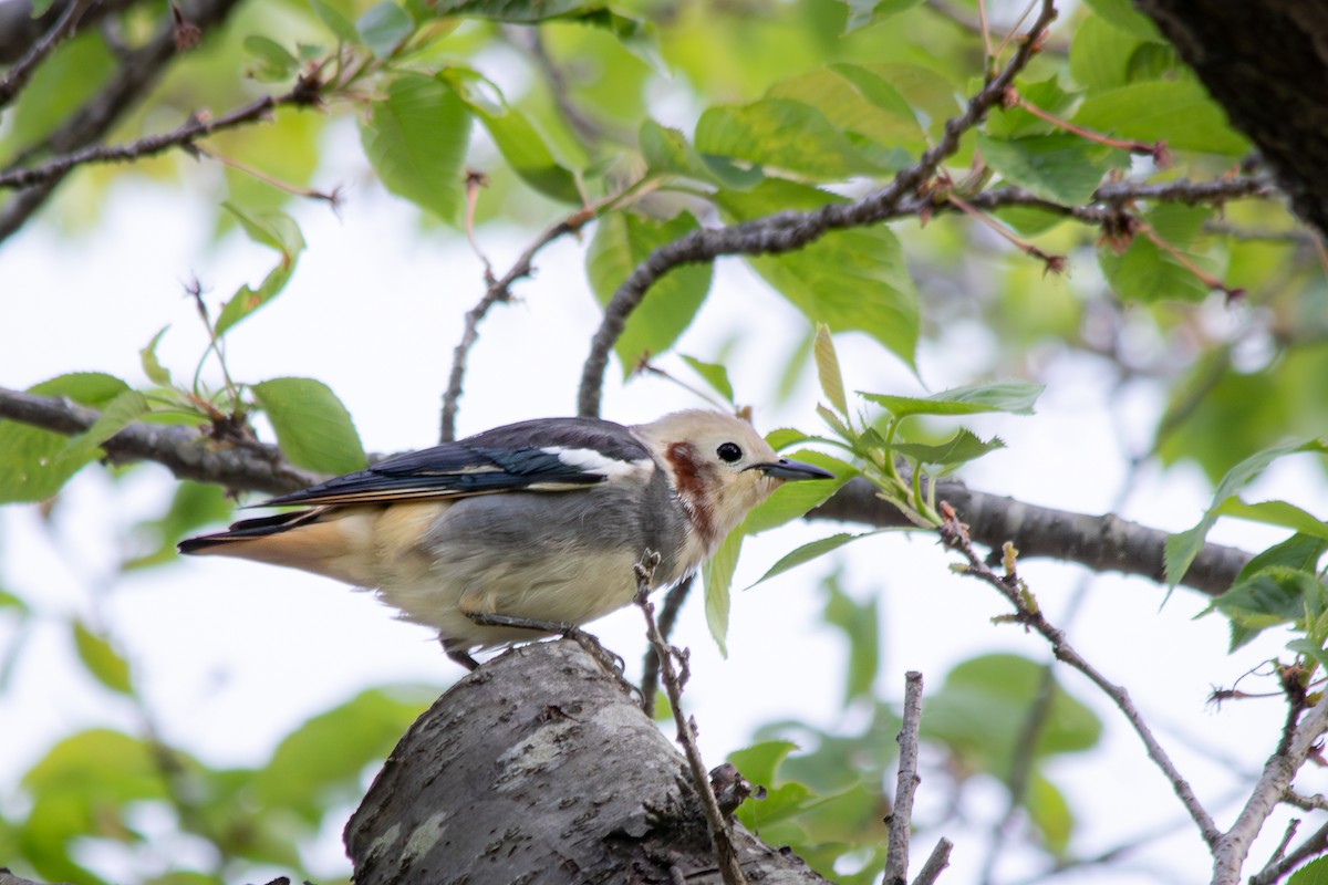 Chestnut-cheeked Starling - ML570497071