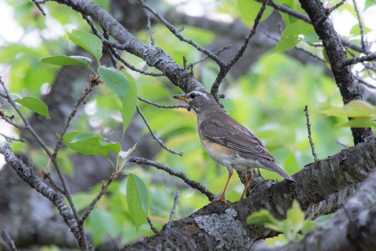 Eyebrowed Thrush - ML570497091