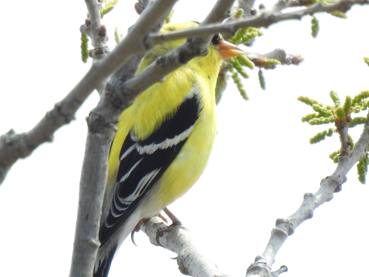 American Goldfinch - ML570497141