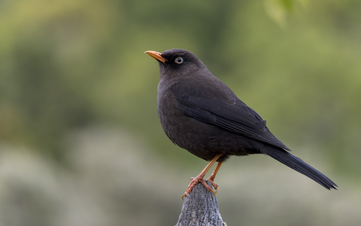 Sooty Thrush - ML570498441