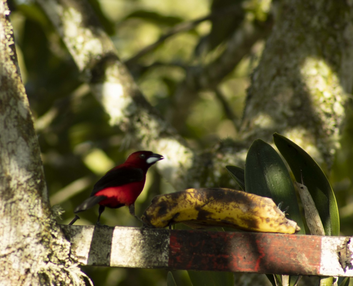 Crimson-backed Tanager - ML570499271