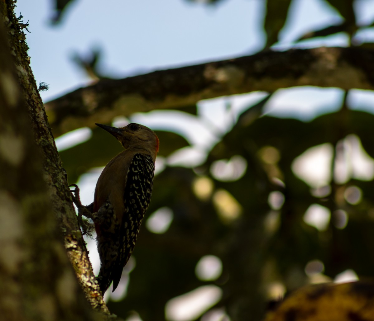 Red-crowned Woodpecker - Beatriz Sánchez Portillo