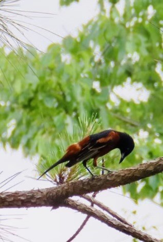 Orchard Oriole - ML570500161