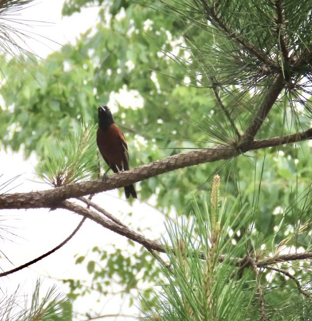 Orchard Oriole - ML570500371