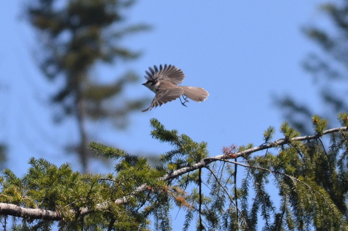 Canada Jay - ML570502671