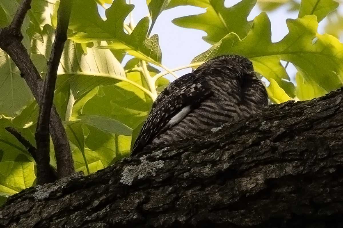 Common Nighthawk - ML570503261