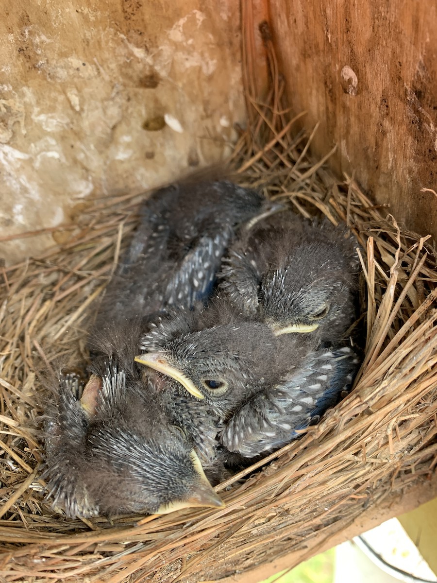 Eastern Bluebird - ML570503541