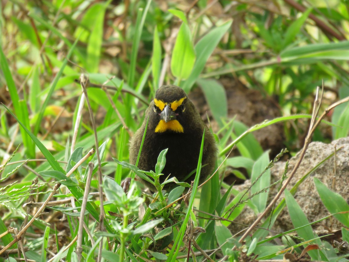 Yellow-faced Grassquit - ML57050511